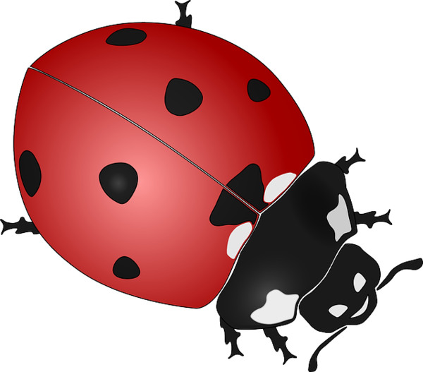 COCCINELLE 2