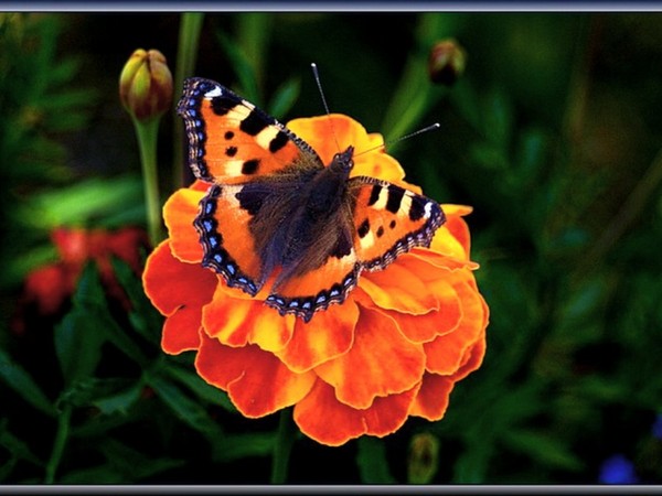 PAPILLON