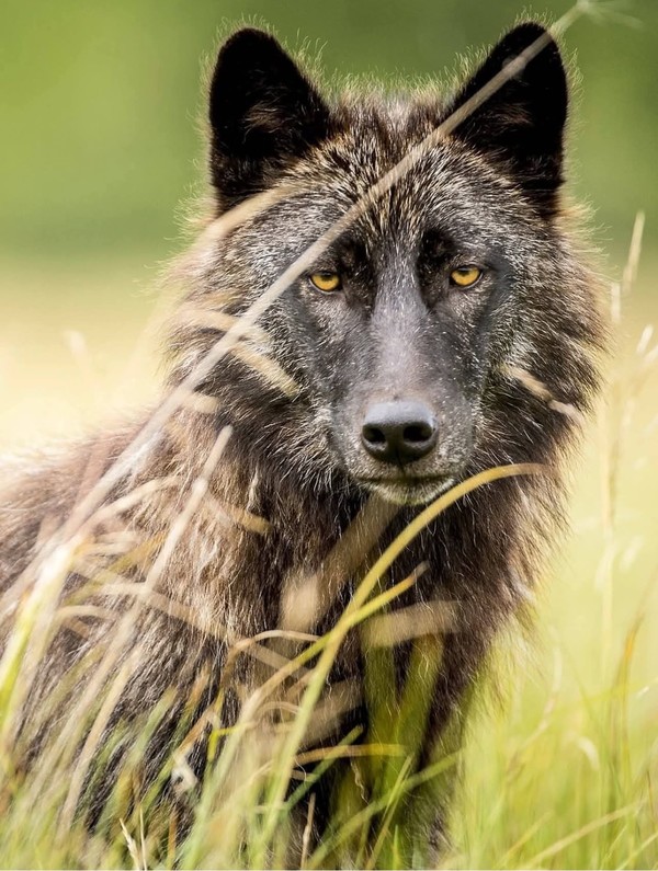 LOUP 2