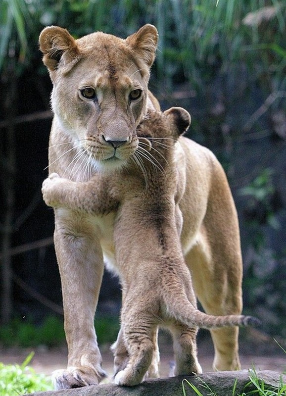 LIONNE ET LIONCEAU