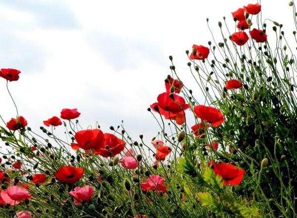 COQUELICOTS