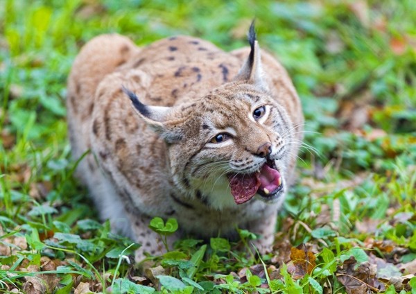 LYNX