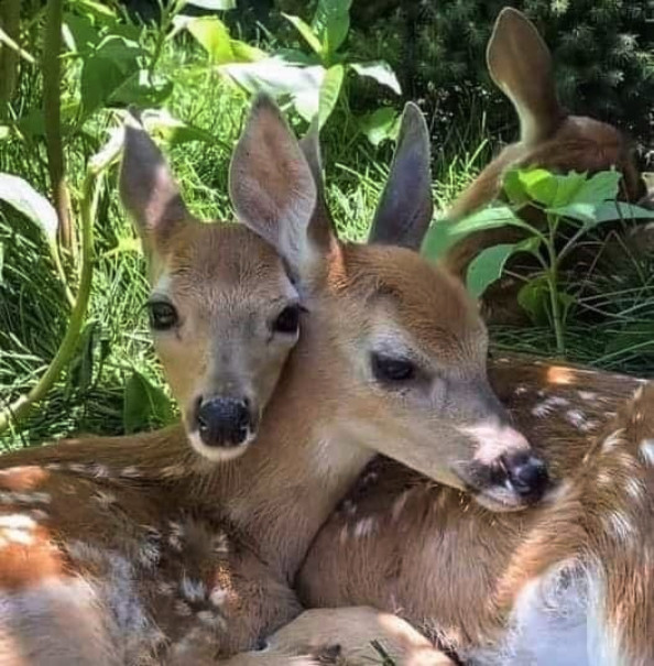CERF BICHE