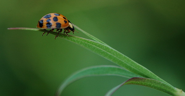 COCCINELLE