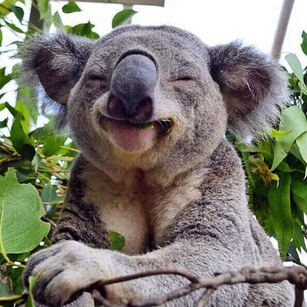 KOALA