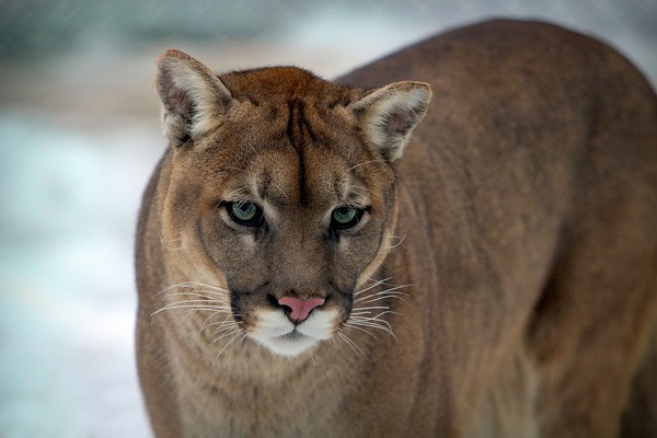 COUGAR