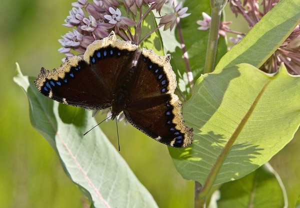 PAPILLON