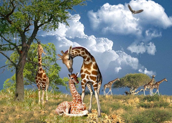 GIRAFES