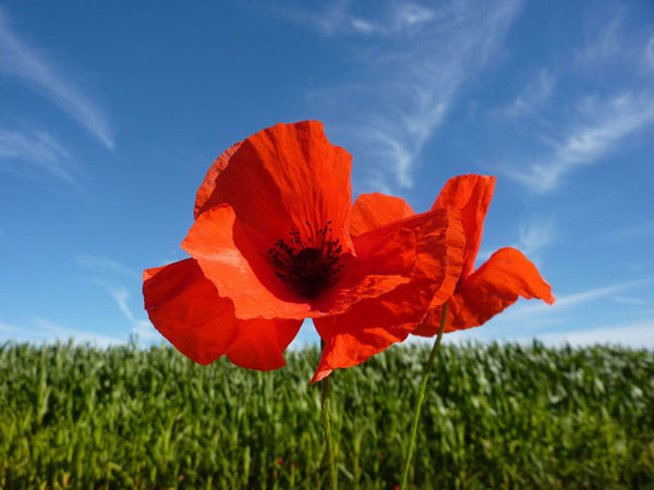 COQUELICOT