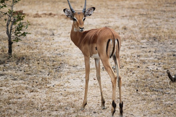 GAZELLE