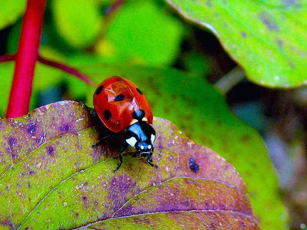 COCCINELLE