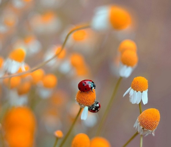 COCCINELLES