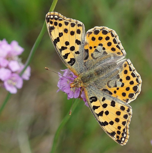 PAPILLON