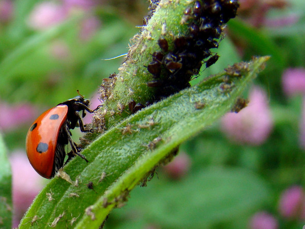 COCCINELLE