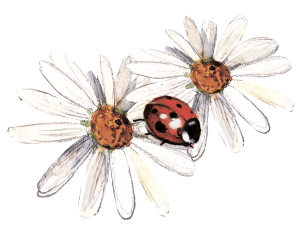 COCCINELLE 3