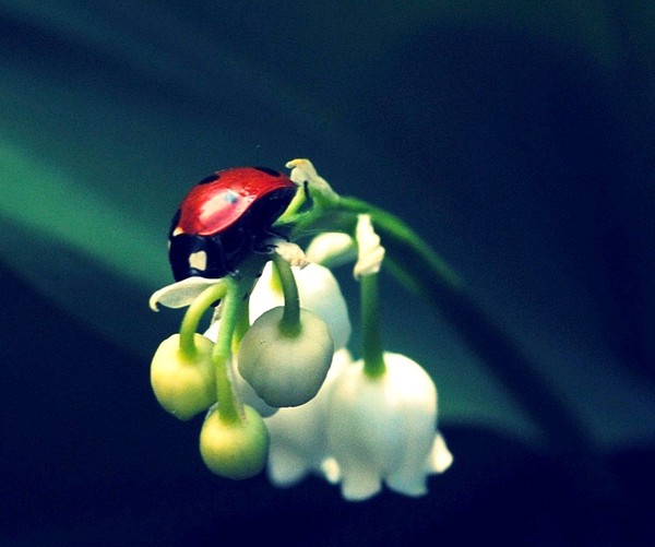 COCCINELLE