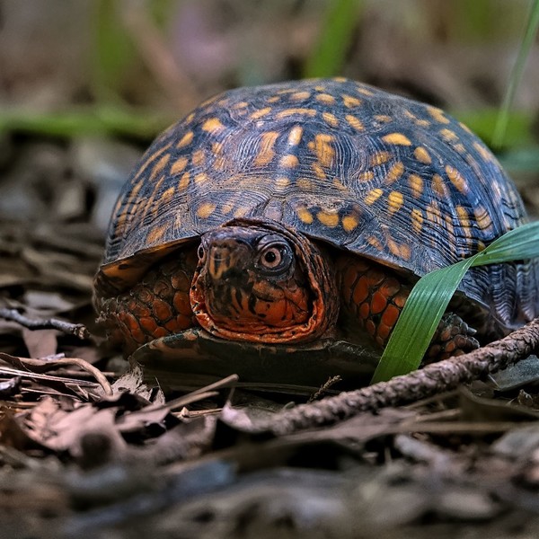 TORTUE