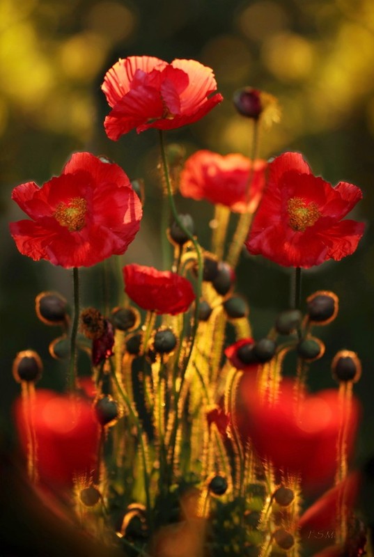 COQUELICOTS