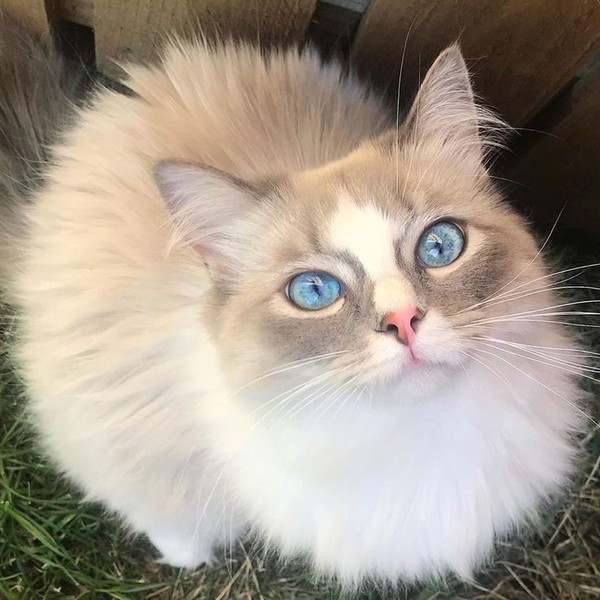 CHAT 7
