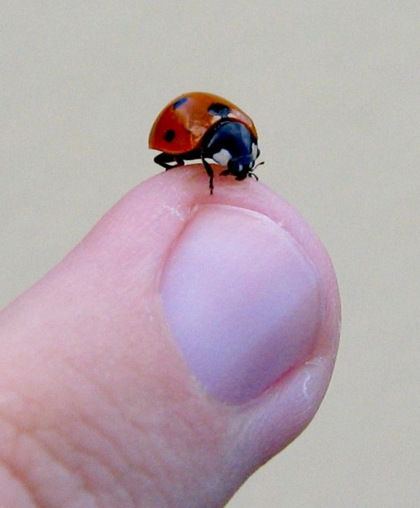 COCCINELLE