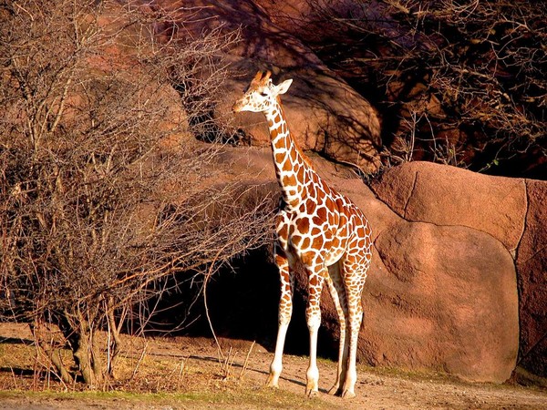 GIRAFE