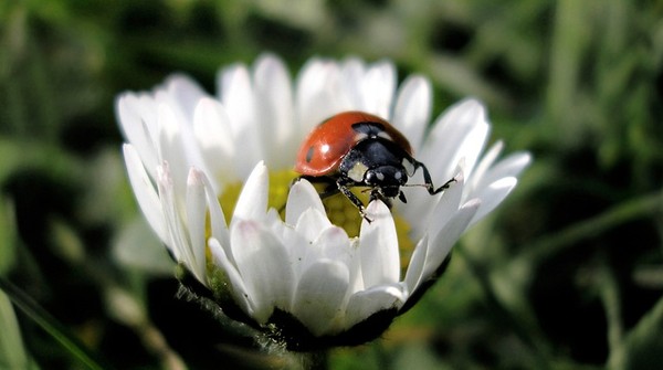 COCCINELLE