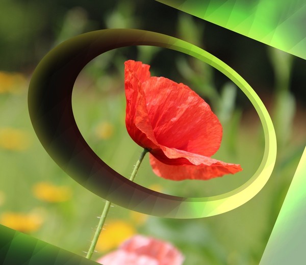 COQUELICOTS