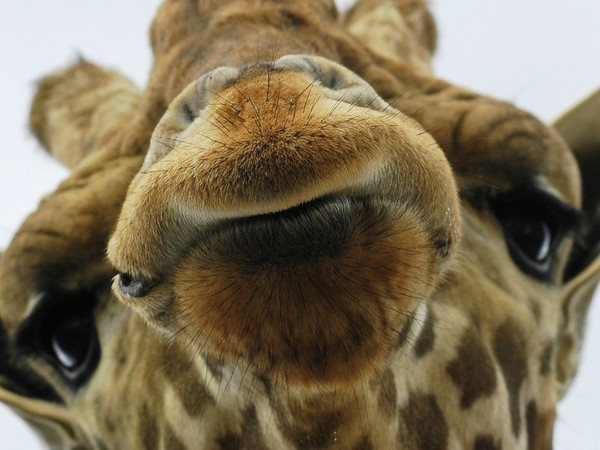 GIRAFE