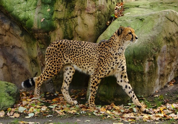 GUEPARD