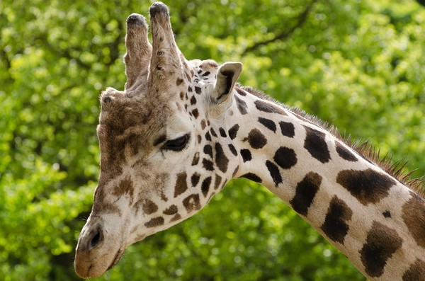 GIRAFE