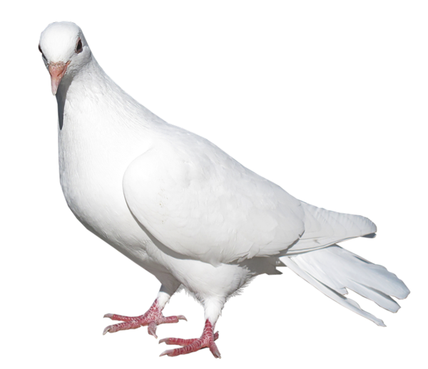 OISEAU