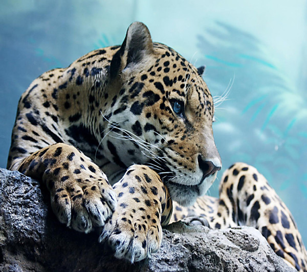 LEOPARD