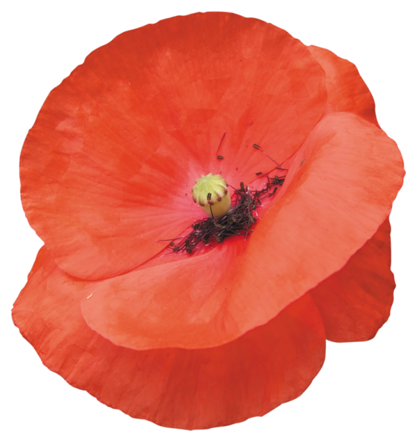 COQUELICOT