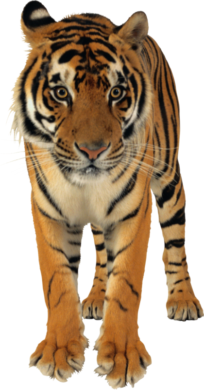 TIGRE