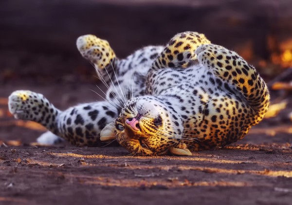 LEOPARD