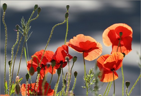 COQUELICOTS