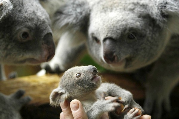 KOALAS