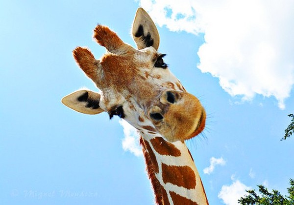 GIRAFE