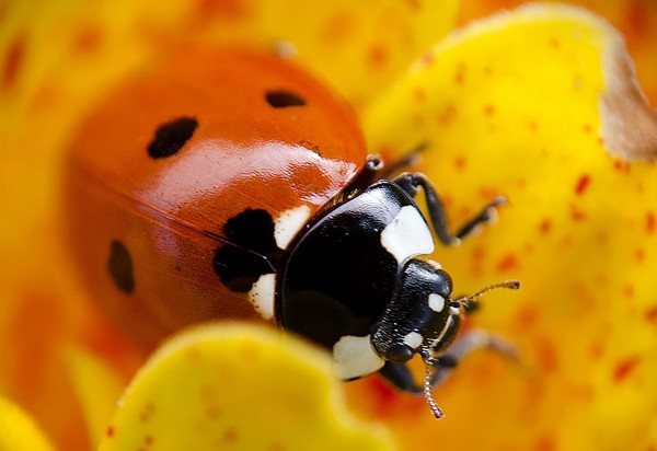 COCCINELLE