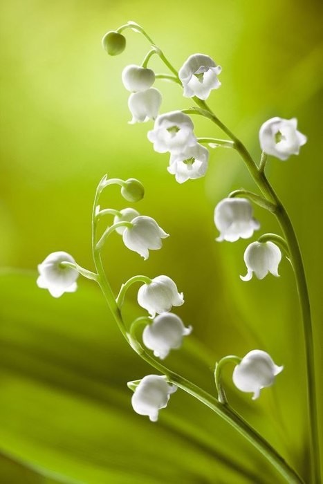 LE MUGUET