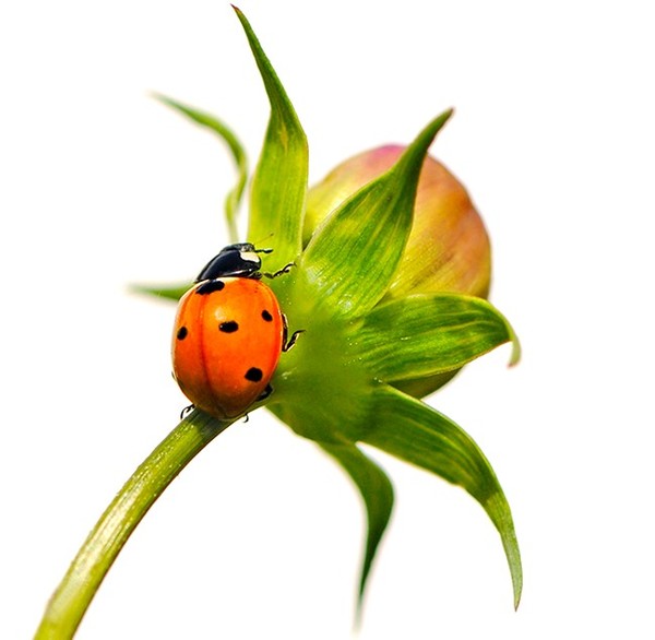 COCCINELLE