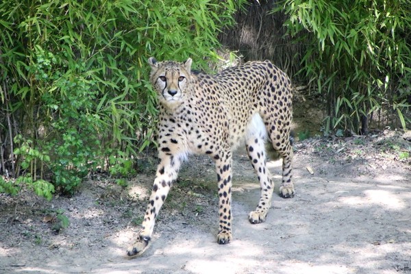 GUEPARD