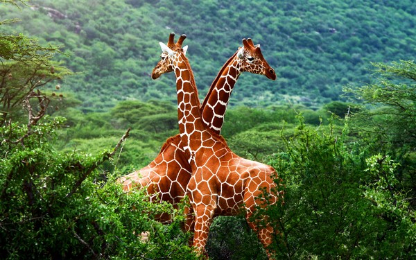 GIRAFES