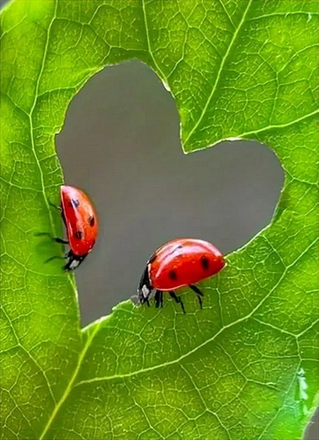 COCCINELLE 3