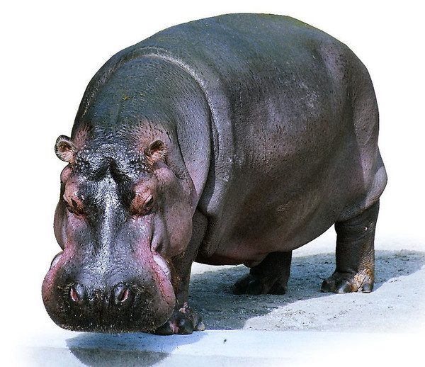 HIPPOPOTAME