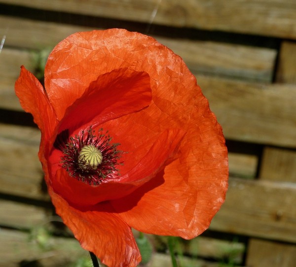 COQUELICOT