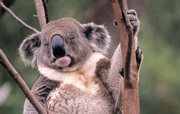 KOALA