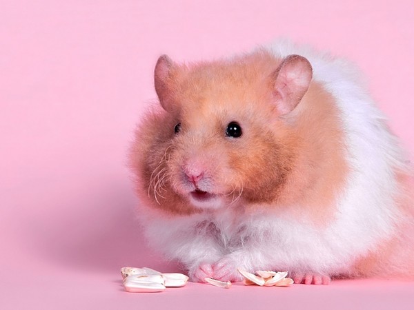 HAMSTER