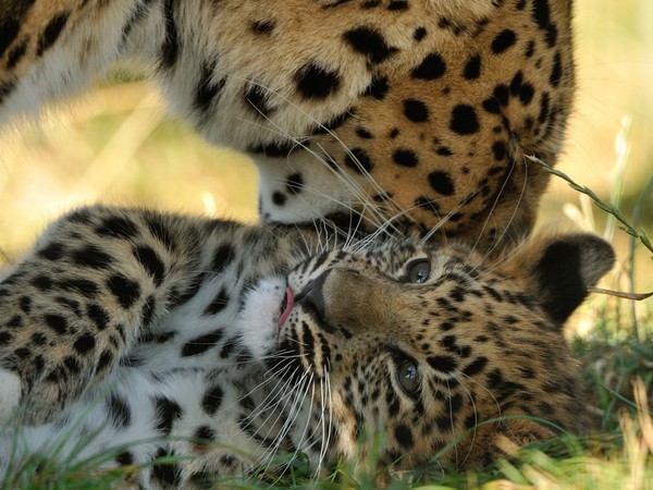 LEOPARDS