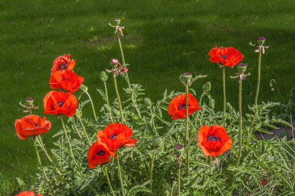 COQUELICOTS